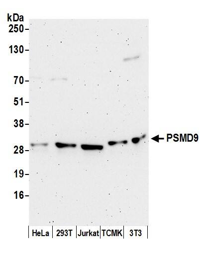 26S proteasome subunit 9 Antibody