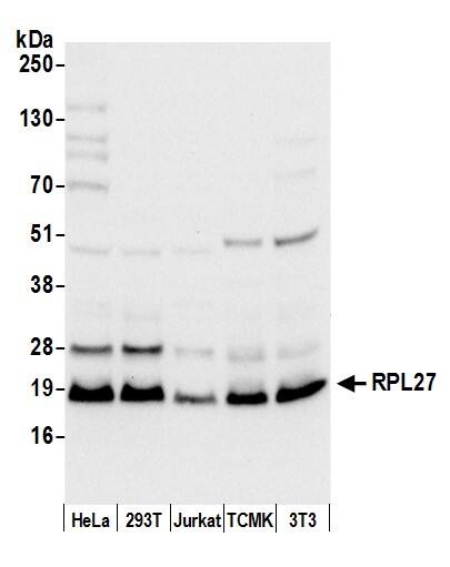 RPL27 Antibody