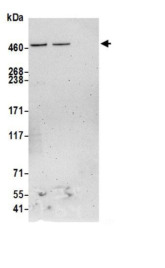 SACS Antibody