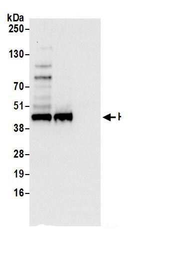 Cyclophilin 40 Antibody