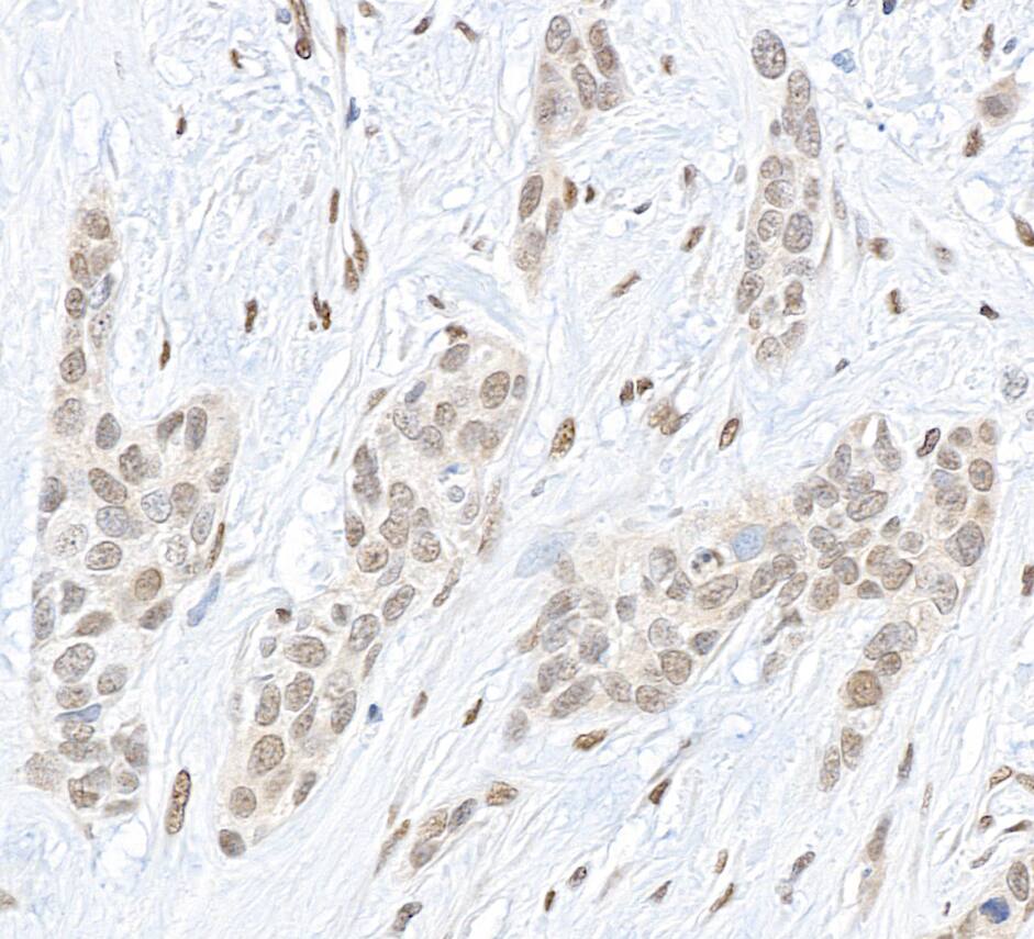 CBX4 Antibody