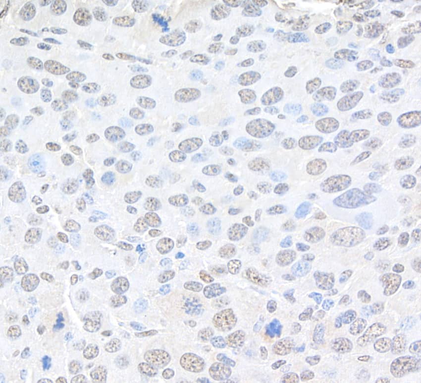 CBX4 Antibody