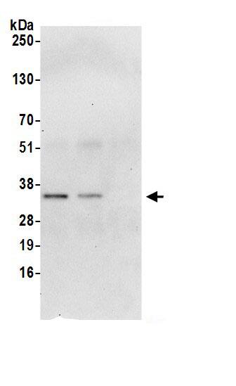 SFXN1 Antibody