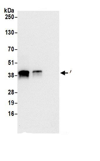 ASNA1 Antibody