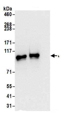 LARP5 Antibody