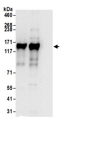 UBAP2 Antibody