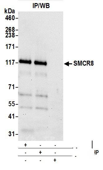SMCR8 Antibody