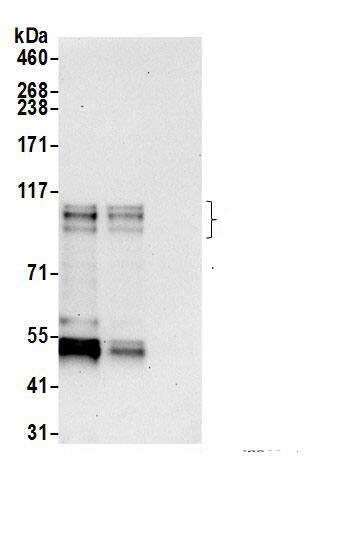 ARHGAP4 Antibody