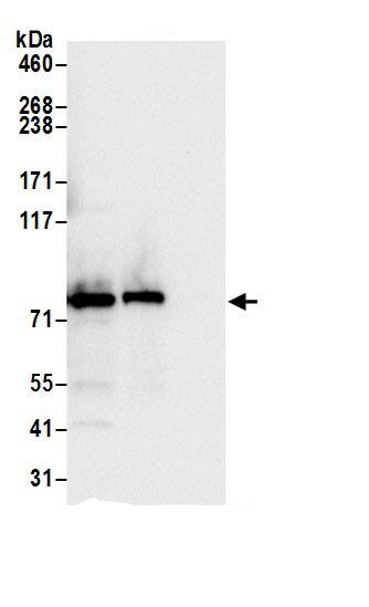 Aconitase 2 Antibody