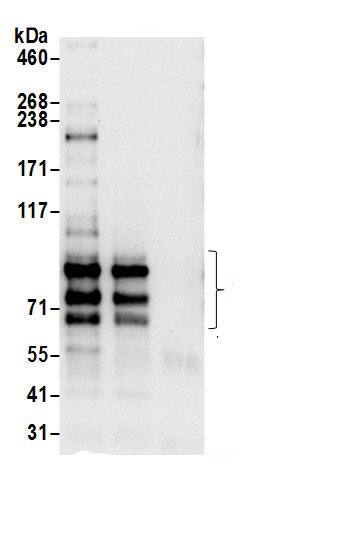 SPG20 Antibody