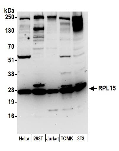 RPL15 Antibody