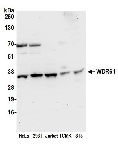 WDR61 Antibody