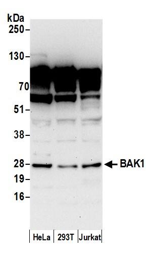 BAK Antibody