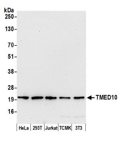 Tmp21/p23 Antibody