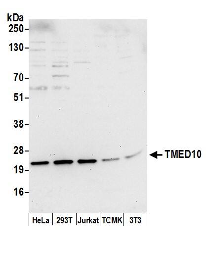 Tmp21/p23 Antibody