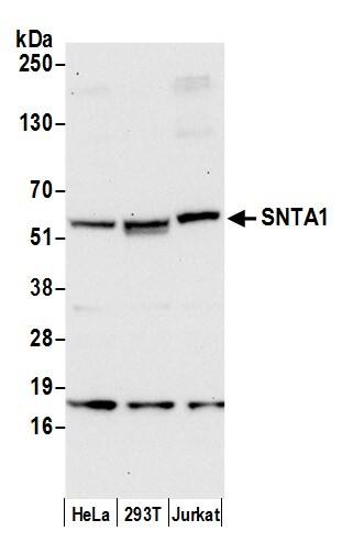 Syntrophin Antibody