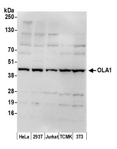 GTPBP9 Antibody