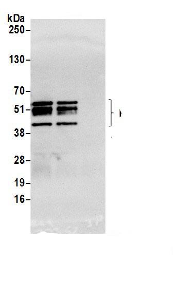 PRRC1 Antibody