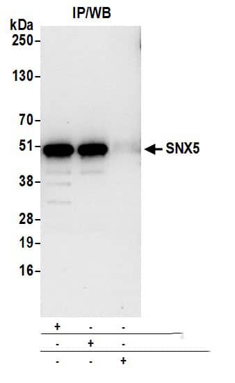 SNX5 Antibody