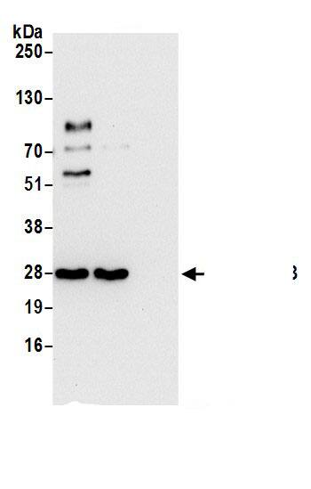 PAFAH1B3 Antibody