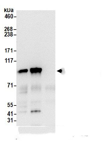 alpha Adaptin Antibody