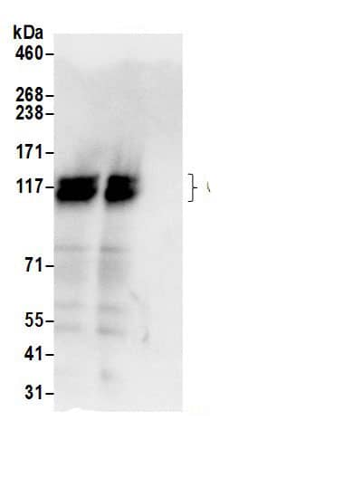 Calpastatin Antibody