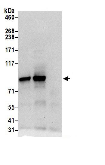 CNOT10 Antibody