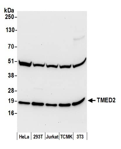 TMED2 Antibody