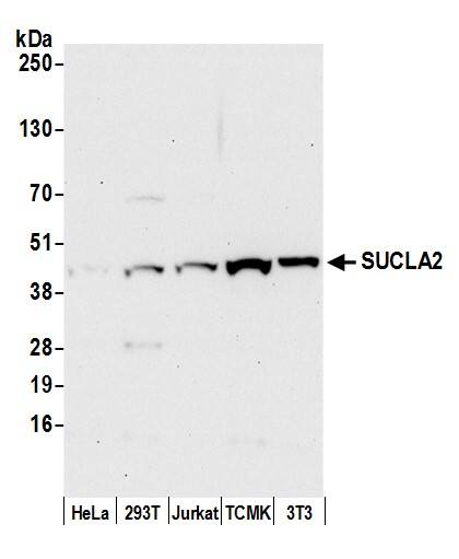 SUCLA2 Antibody