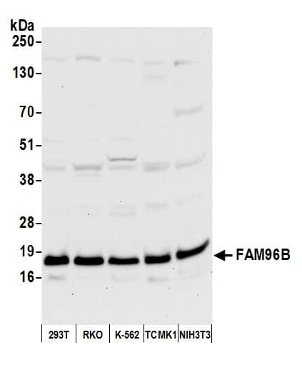 CGI-128 Antibody