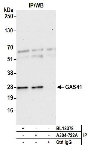 GAS41 Antibody