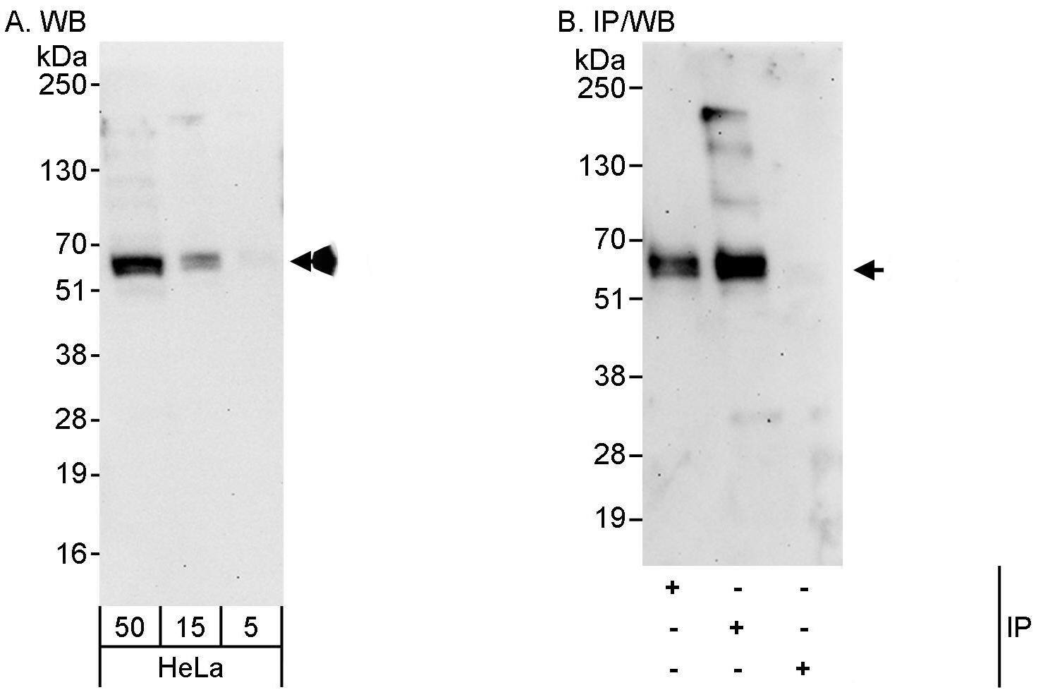 ABI2 Antibody