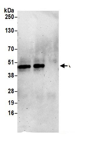 Cyclin E2 Antibody