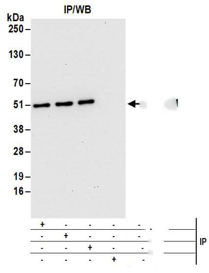 DAZAP1 Antibody