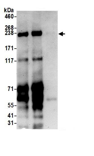 TRAP220/MED1 Antibody