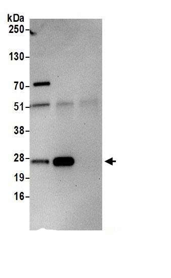 IDI1 Antibody