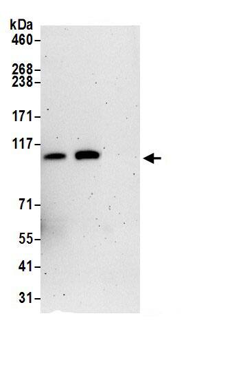 VPS18 Antibody