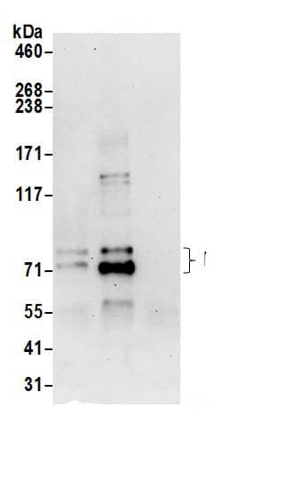 PALS1/MPP5 Antibody