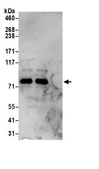 RALBP1 Antibody