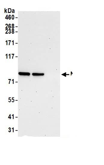 NUP93 Antibody