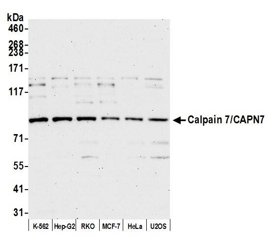 Calpain 7 Antibody