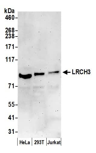 LRCH3 Antibody