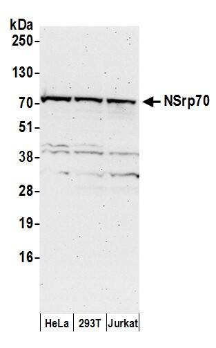 NSRP1 Antibody