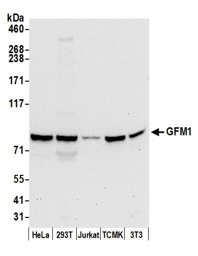 GFM1 Antibody