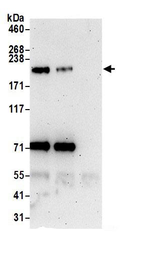 Integrin beta 4/CD104 Antibody