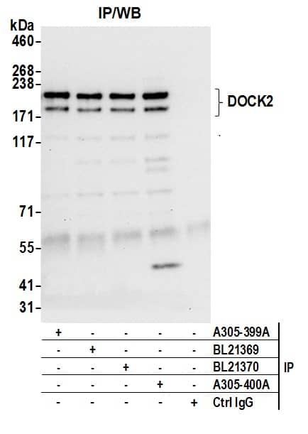 DOCK2 Antibody