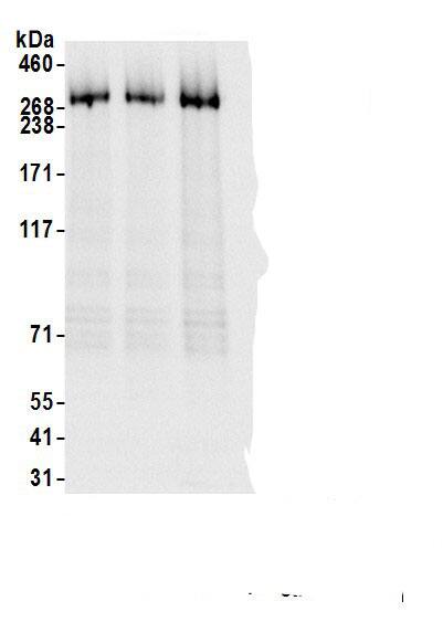 KAT4/TBP Associated Factor 1 Antibody