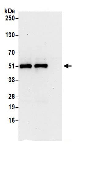 NOB1 Antibody