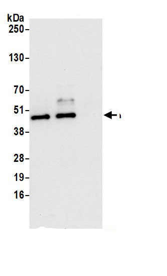 FDFT1 Antibody