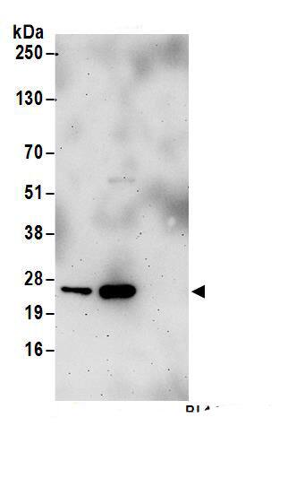 PSF3 Antibody